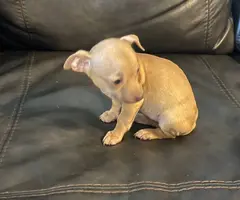 Cute brown deerhead Chihuahua