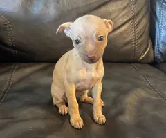 Cute brown deerhead Chihuahua