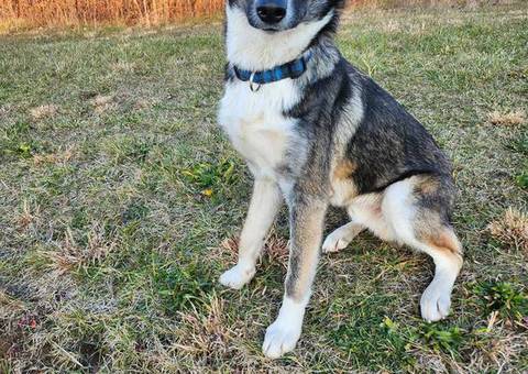 Shepsky dog and puppies