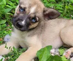 Shepsky dog and puppies - 5