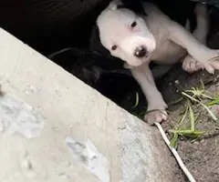 Pitbull puppies