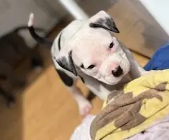 Pitbull puppies