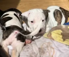 Pitbull puppies
