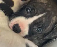 Pitbull puppies