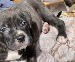 Pitbull puppies