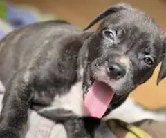 Pitbull puppies