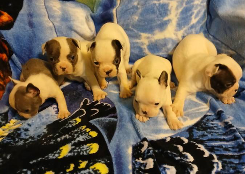 Blue eyed Frenchton puppies