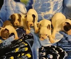 Blue eyed Frenchton puppies - 1