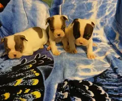 Blue eyed Frenchton puppies - 4