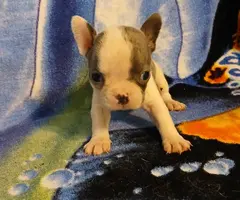 Blue eyed Frenchton puppies - 6