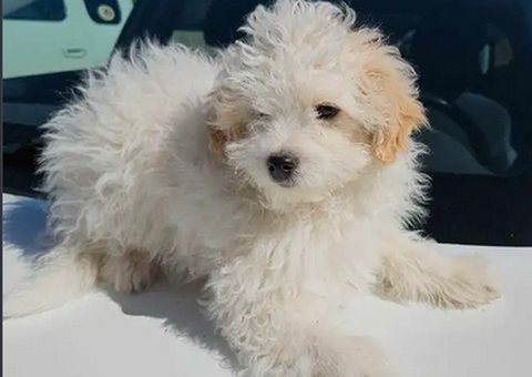 Male Shih-poo( Shih Tzu and Poodle ) puppy
