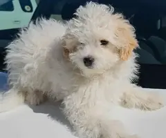 Male Shih-poo( Shih Tzu and Poodle ) puppy