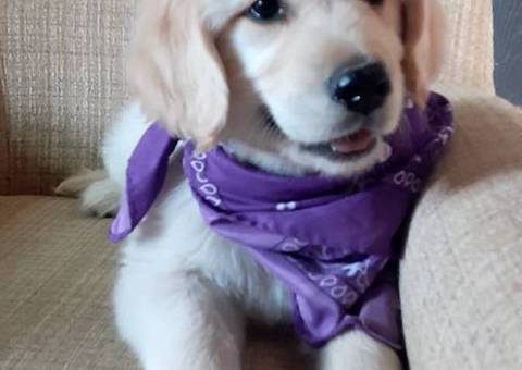 Fullblooded Golden Retriever Puppies