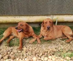 2 very rare AKC red fox labradors for sale