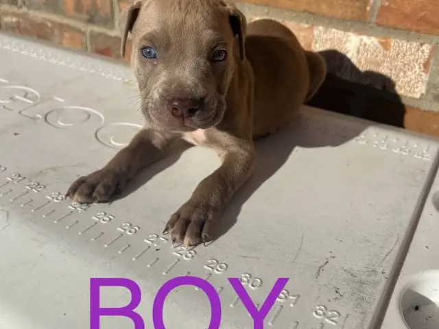 9 sweet pitbull puppies for sale