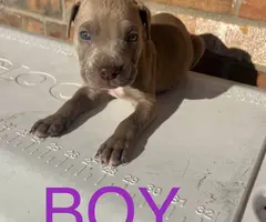 9 sweet pitbull puppies for sale