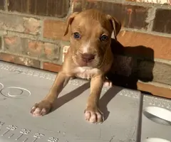 9 sweet pitbull puppies for sale