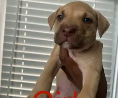 9 sweet pitbull puppies for sale