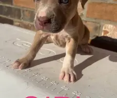 9 sweet pitbull puppies for sale