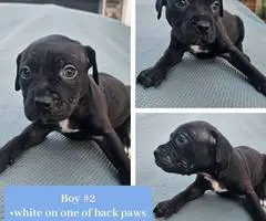 4 pit puppies available - 1