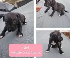 4 pit puppies available - 2