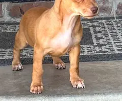 3 Chiweenie puppies for sale