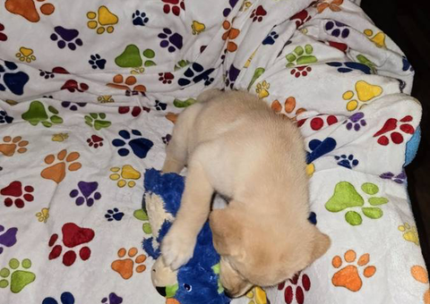 3 Pyrador puppies adoption fee