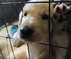 3 Pyrador puppies adoption fee - 5