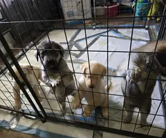 3 Pyrador puppies adoption fee - 6