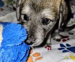 3 Pyrador puppies adoption fee - 9