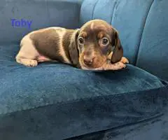 AKC registered miniature dachshund puppies for sale