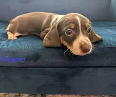 AKC registered miniature dachshund puppies for sale - 2