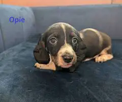 AKC registered miniature dachshund puppies for sale - 3
