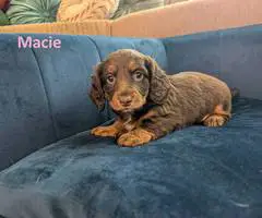 AKC registered miniature dachshund puppies for sale - 4