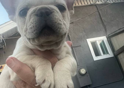 5 French Bulldog puppies for sale