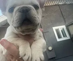 5 French Bulldog puppies for sale