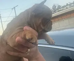 5 French Bulldog puppies for sale