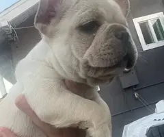 5 French Bulldog puppies for sale