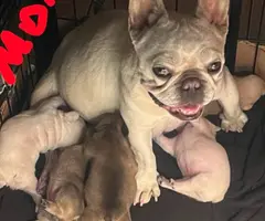 5 French Bulldog puppies for sale