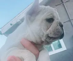 5 French Bulldog puppies for sale