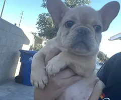 5 French Bulldog puppies for sale