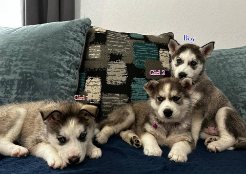 3 Huskies need forever home