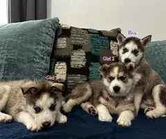 3 Huskies need forever home