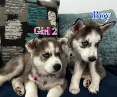 3 Huskies need forever home - 6