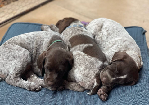 AKC registered German Shorthair Pointer Puppies