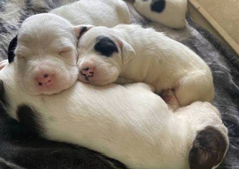10 American bully mix puppies up for adoption