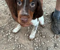 4 months old Brittany puppies for adoption
