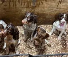 4 months old Brittany puppies for adoption