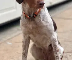 4 months old Brittany puppies for adoption