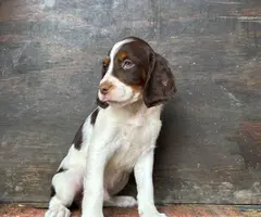 4 months old Brittany puppies for adoption